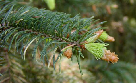 云杉|Picea asperata (云杉) description